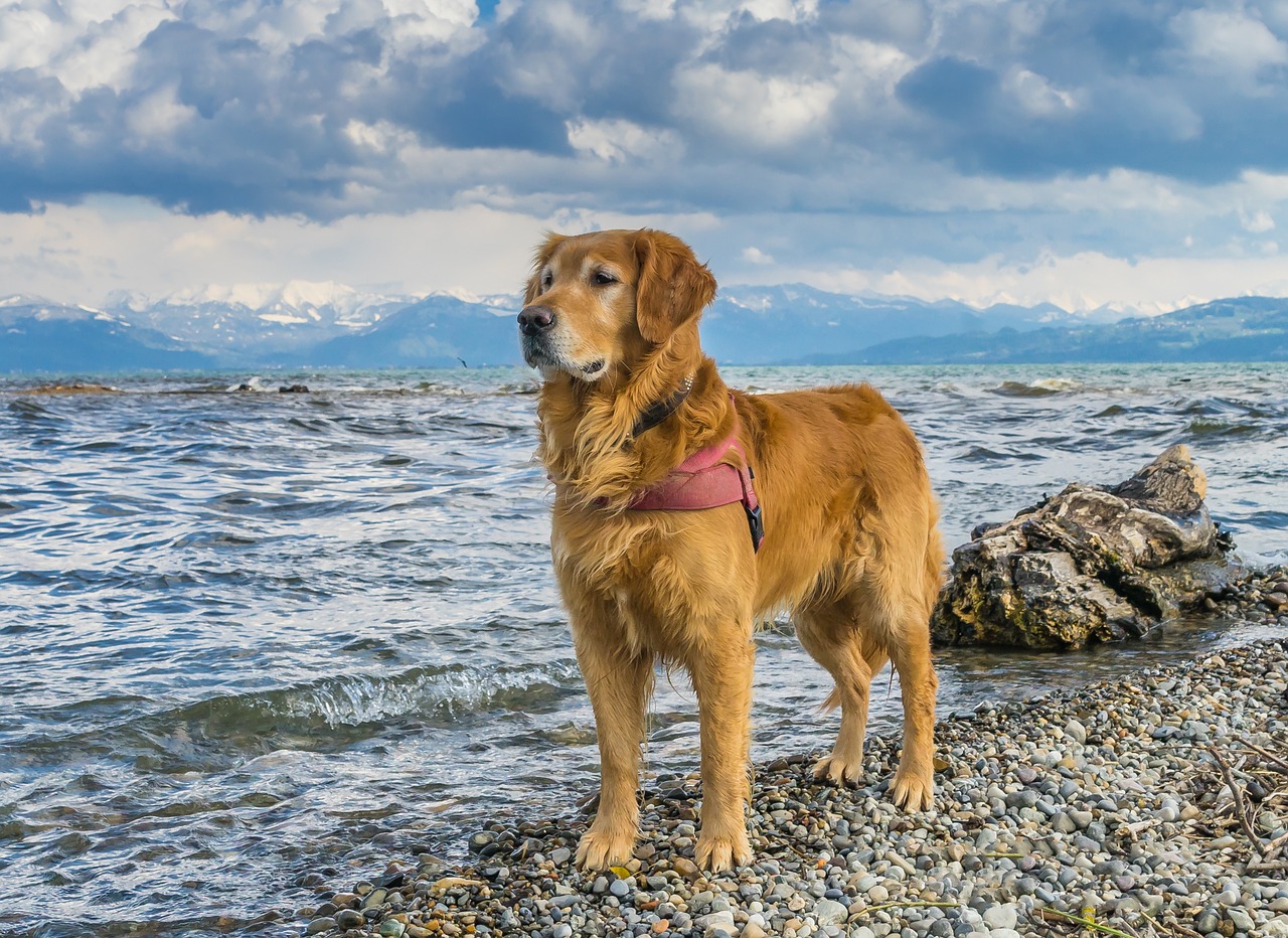 dog, lake constance, golden retriever