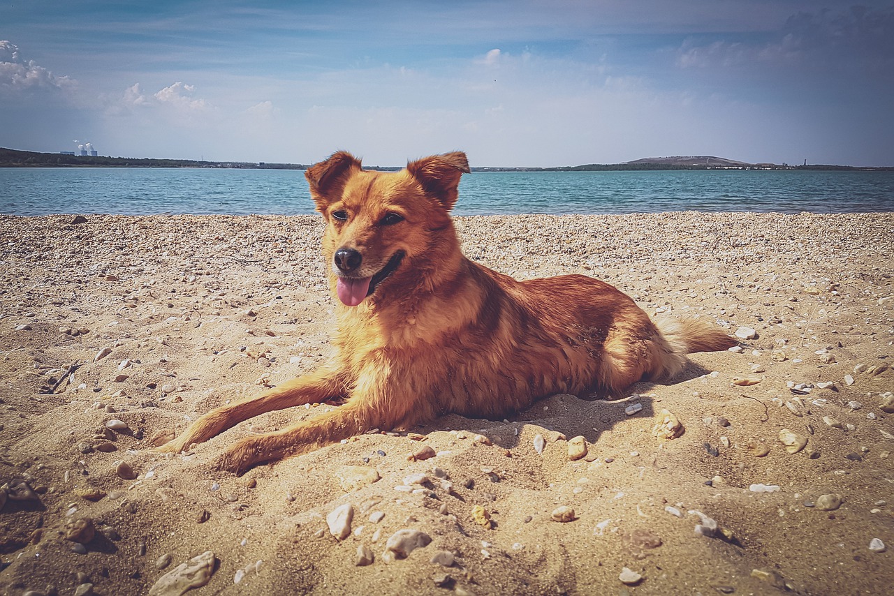 dog, beach, lake