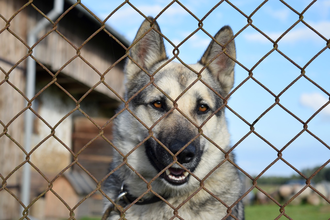 dog, chained, kennel