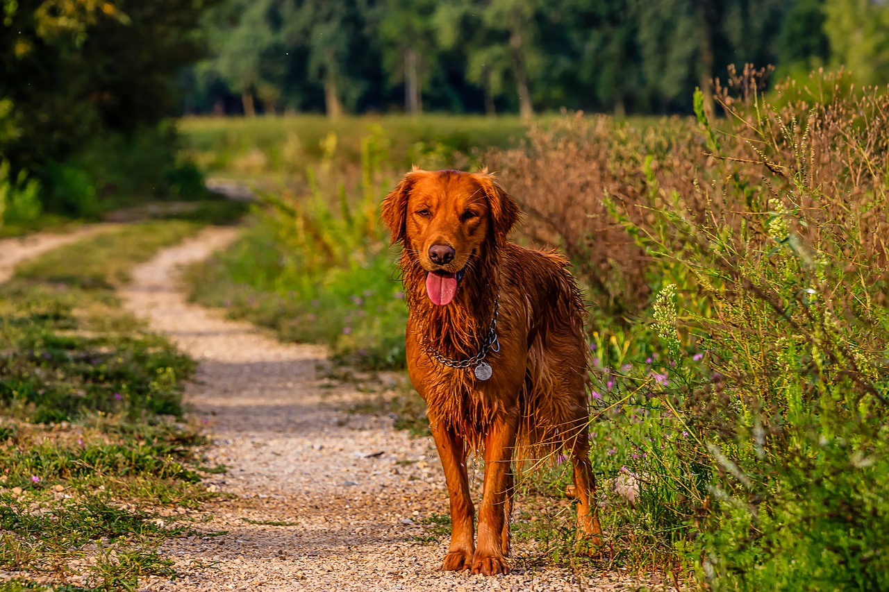 dog, golden retriever, trail