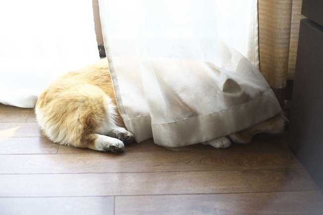 3O Funny Photos of Hidden Dogs....See If You Can Find Them - Playful Dogs