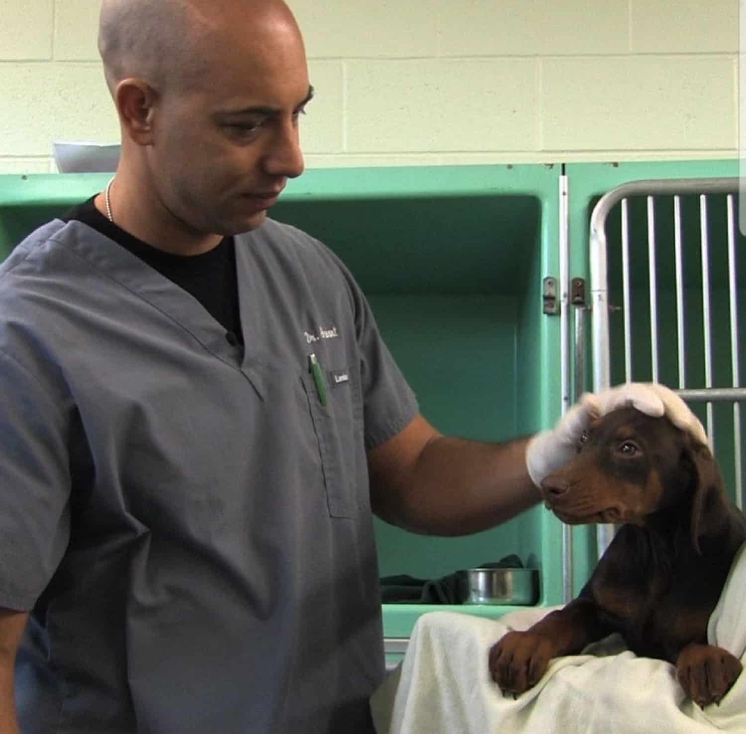Kindhearted Veterinarian Goes Out To The Streets Of California To Look