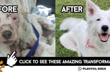 dog transformations