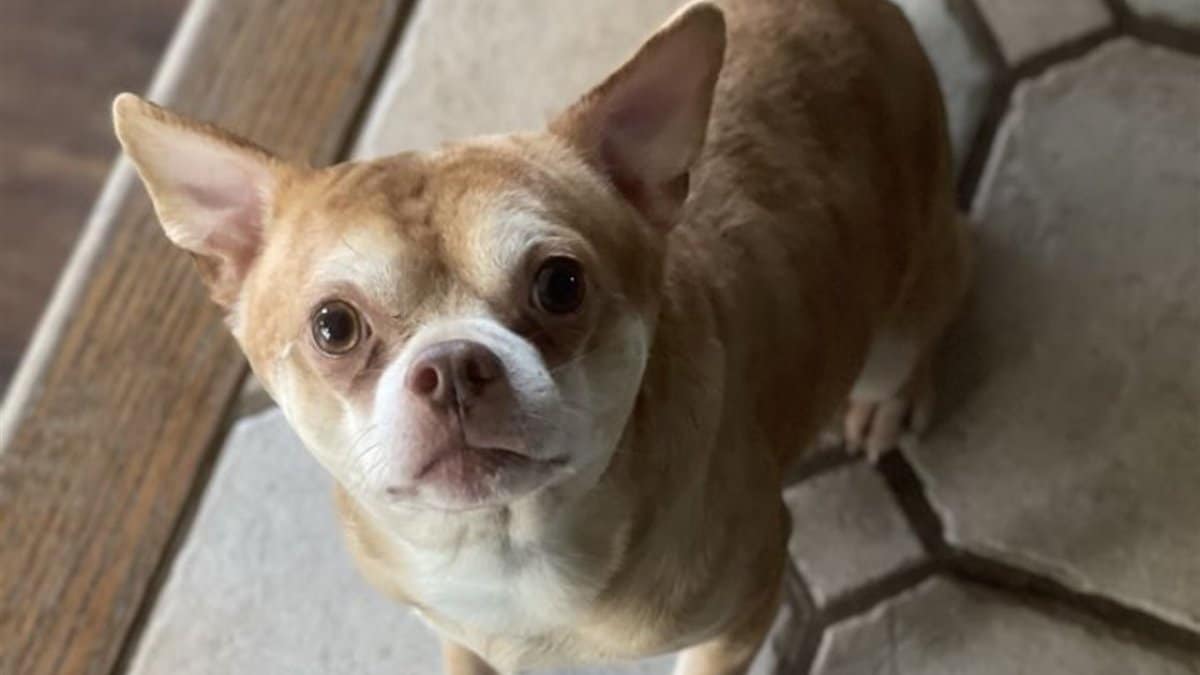 NEW VIRAL INTERNET SWEETHEART: Prancer The Chihuahua Hates Almost