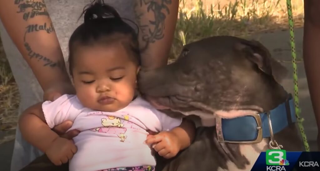 pit bull saves child
