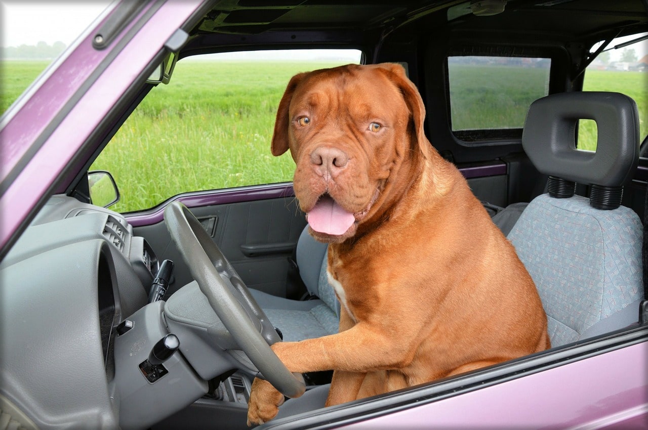 dog, dogue de bordeaux, pet